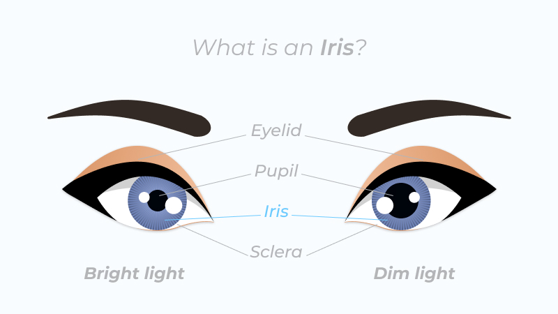 what is Iris